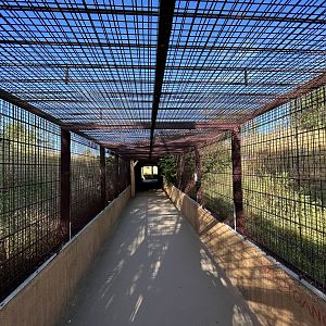 African Lion Exhibit - visitor tunnel