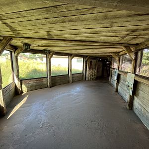 African Lion Exhibit