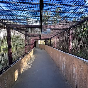 African Lion Exhibit - visitor tunnel