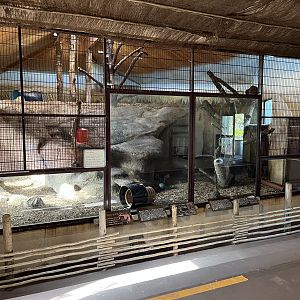 African Lion Indoor Exhibit