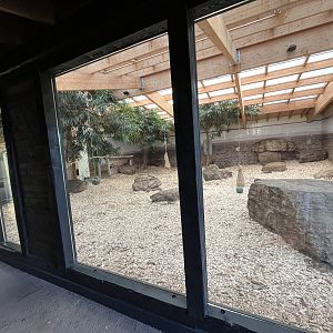 Cheetah Indoor Exhibit