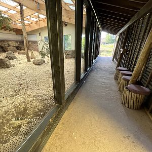 Cheetah Indoor Exhibit