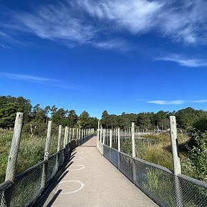 Cheetah Exhibits (#1 + #2)