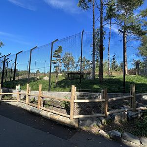 African Lion Exhibit #2