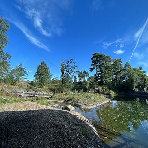 African Lion Exhibit #2