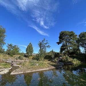 African Lion Exhibit #2