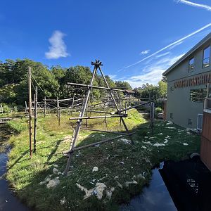 Bornean Orangutan/Javan Langur Exhibit