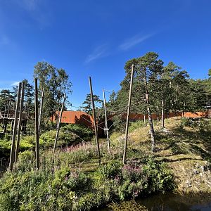 Yellow-cheeked Gibbon Exhibit