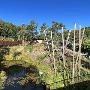 Yellow-cheeked Gibbon Exhibit