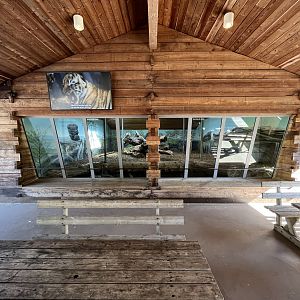 Amur Tiger Indoor Exhibit