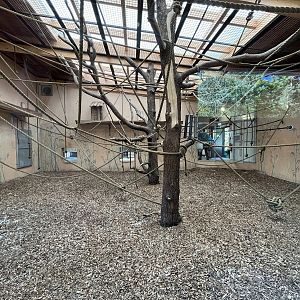 Yellow-cheeked Gibbon Indoor Exhibit