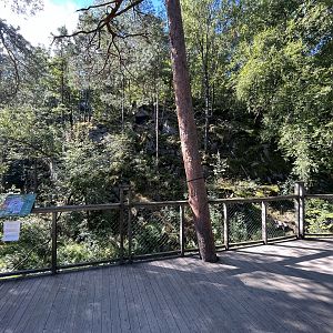 European Lynx Exhibit