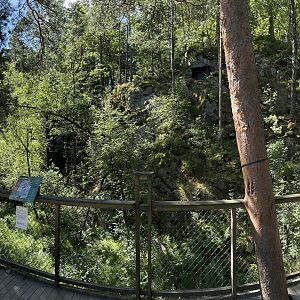 European Lynx Exhibit