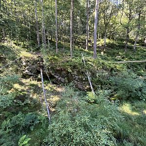 European Lynx Exhibit