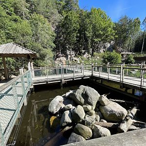 European Otter Exhibit