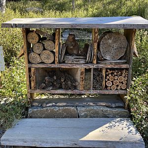 Insect Hotel