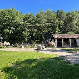 Bactrian Camel Exhibit