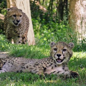 [May 2018] River's Edge- cheetah (Acinonyx jubatus) cub lying in front of mother approaching