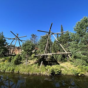 Colombian Black Spider Monkey Exhibit
