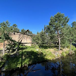 Colombian Black Spider Monkey Exhibit