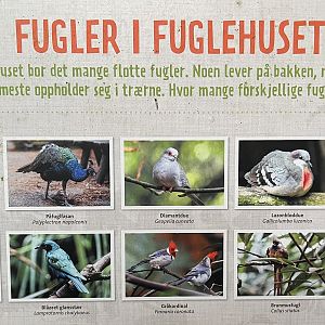 Jungle House - free flying birds