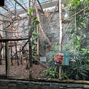 Golden Lion Tamarin Exhibit #2
