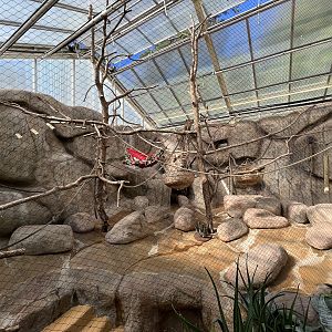 Colombian Black Spider Monkey Indoor Exhibit
