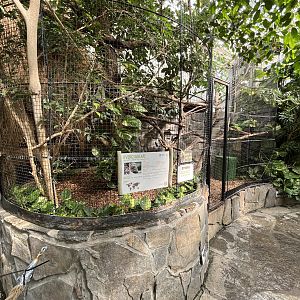 Pygmy Marmoset Exhibit