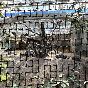 Chimpanzee Indoor Exhibit