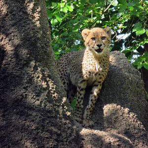[May 2018] River's Edge- cheetah (Acinonyx jubatus) cub standing on mock termite mound