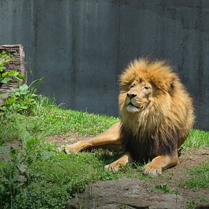 [May 2018] Big Cat Country- lion (Panthera leo) lying