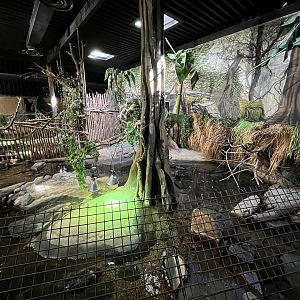 West African Crocodile Exhibit