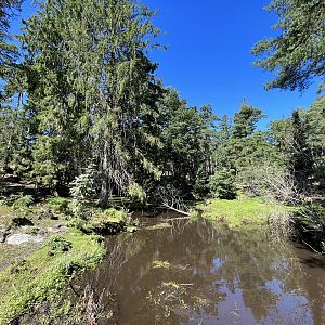 Lowland Tapir/Capybara Exhibit