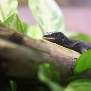 [May 2018] Herpetarium- black tree monitor (Varanus beccarii)