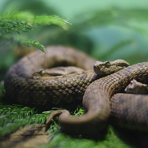 [May 2018] Herpetarium- Iranian mountain vipers (Montivipera albicornuta)