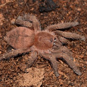 Loreto tarantula (Neischnocolus iquitos)