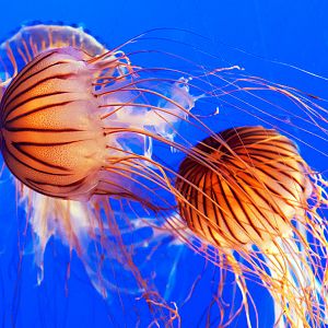 Japanese Sea Nettle (Chrysaora pacifica)
