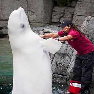 Qila, beluga whale (Delphinapterus leucas)