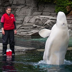 Aurora, beluga whale (Delphinapterus leucas)