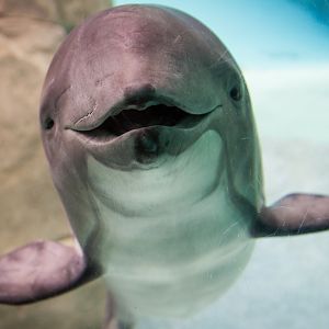 Jack, Harbour porpoise (Phocoena phocoena)