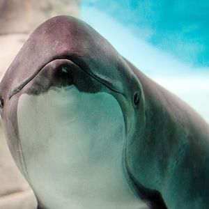 Daisy, Harbour porpoise (Phocoena phocoena)