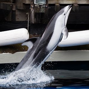 Hana, Pacific white-sided dolphin (Lagenorhynchus obliquidens)
