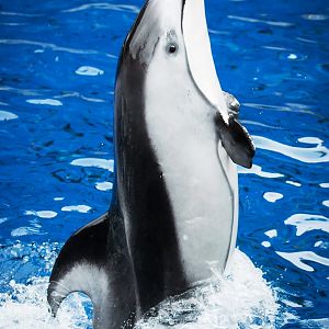 Helen, Pacific white-sided dolphin (Lagenorhynchus obliquidens)