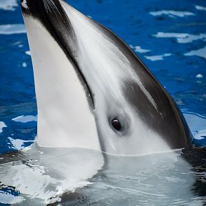 Helen, Pacific white-sided dolphin (Lagenorhynchus obliquidens)