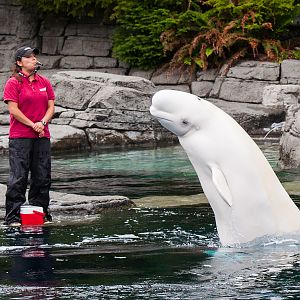Aurora, beluga whale (Delphinapterus leucas)