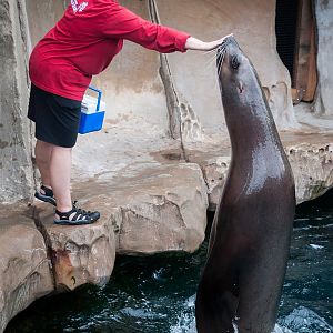 Steller sea lion (Eumetopias jubatus)