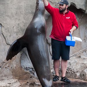 Steller sea lion (Eumetopias jubatus)