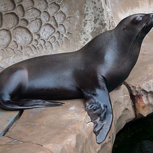 Steller sea lion (Eumetopias jubatus)