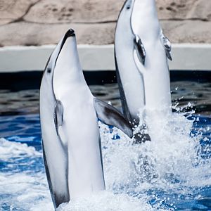 Hana and Helen, Pacific white-sided dolphin (Lagenorhynchus obliquidens)