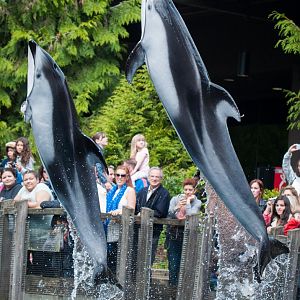 Hana and Helen, Pacific white-sided dolphin (Lagenorhynchus obliquidens)